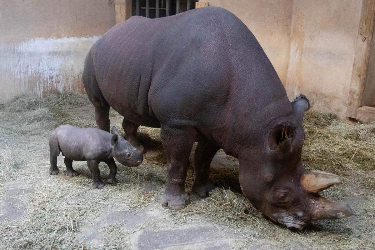 KJ the baby rhino and his mom Bibi, shorty after he was born in March