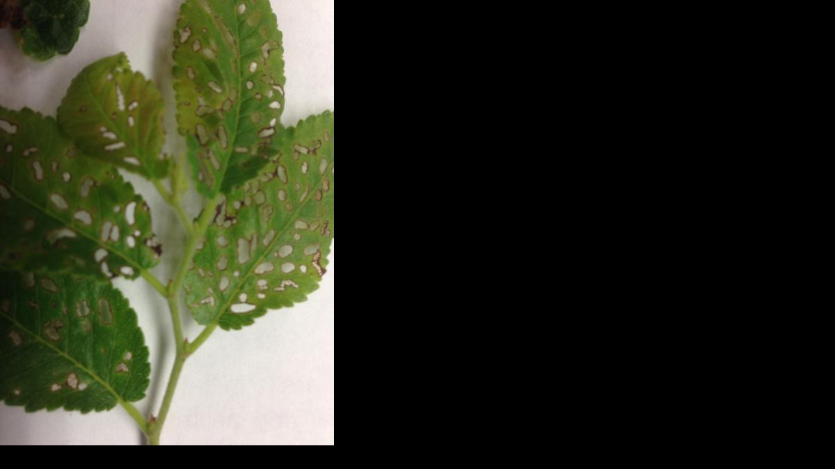 Damage from European elm flea weevils is showing up on some lacebark elms in Wichita.

