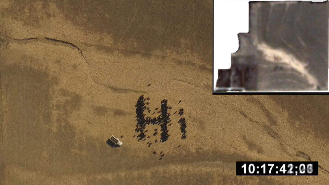 This trombone-playing Kansas farmer's cattle say 'hi' to SpaceX, Starman with cow art