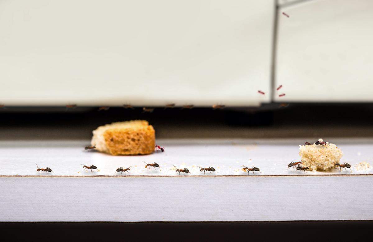 common red ants walking on food scraps near a microwave, uncontrolled insect pest problem inside the kitchen