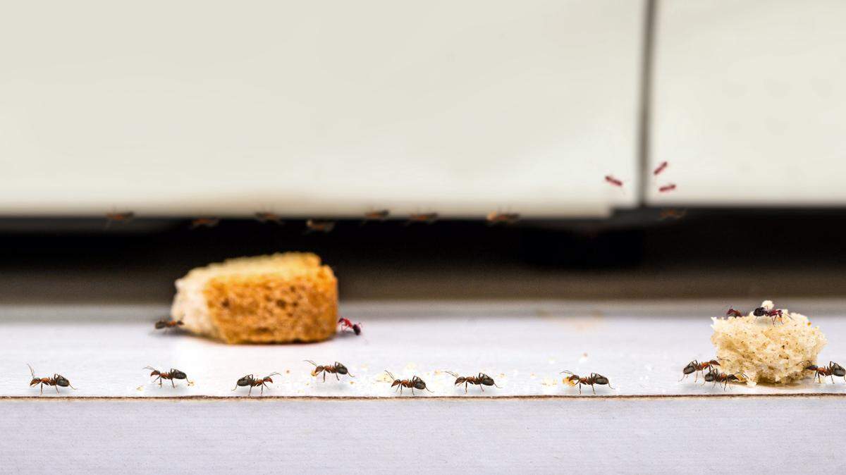 common red ants walking on food scraps near a microwave, uncontrolled insect pest problem inside the kitchen