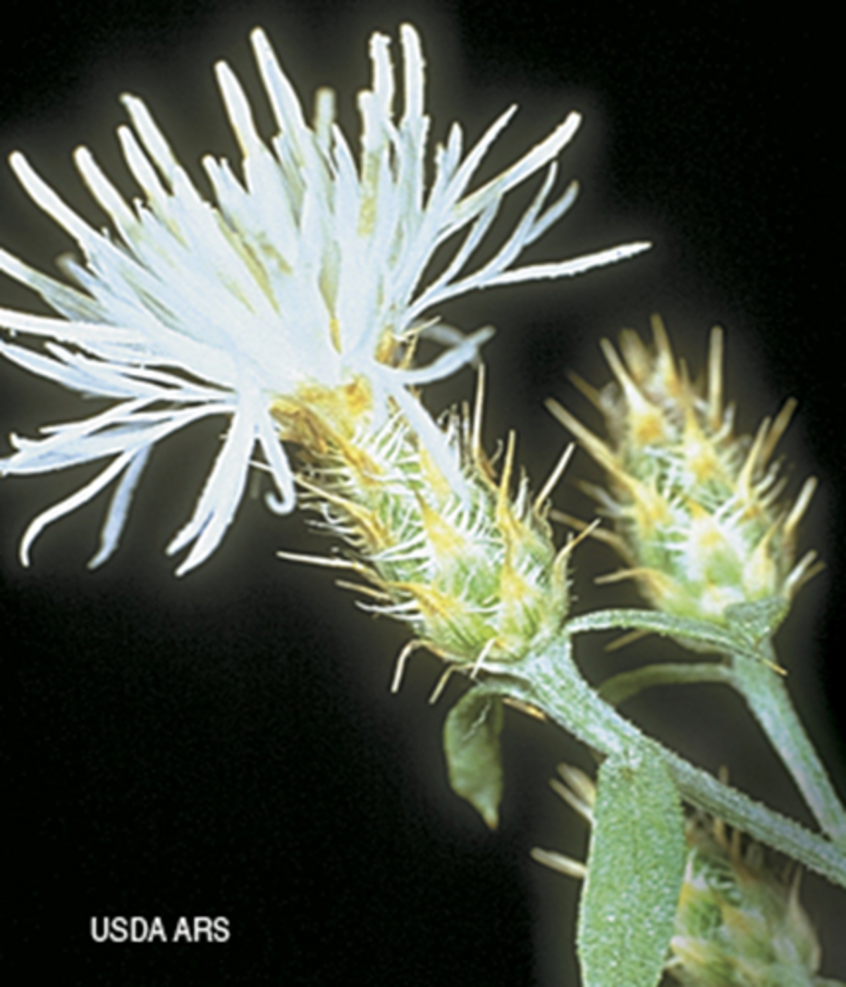 Diffuse knapweed