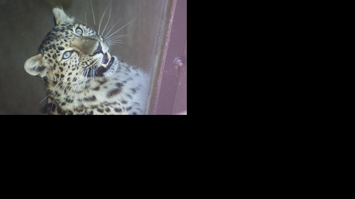 This Amur Leopard attacked at young child through the fence surrounding its enclosure at the Sedgwick County Zoo on Friday. The child climbed over a 4-foot barrier to get closer to the cage when the leopard attacked. The child is in fair condition at an area hospital. (May 6, 2011)