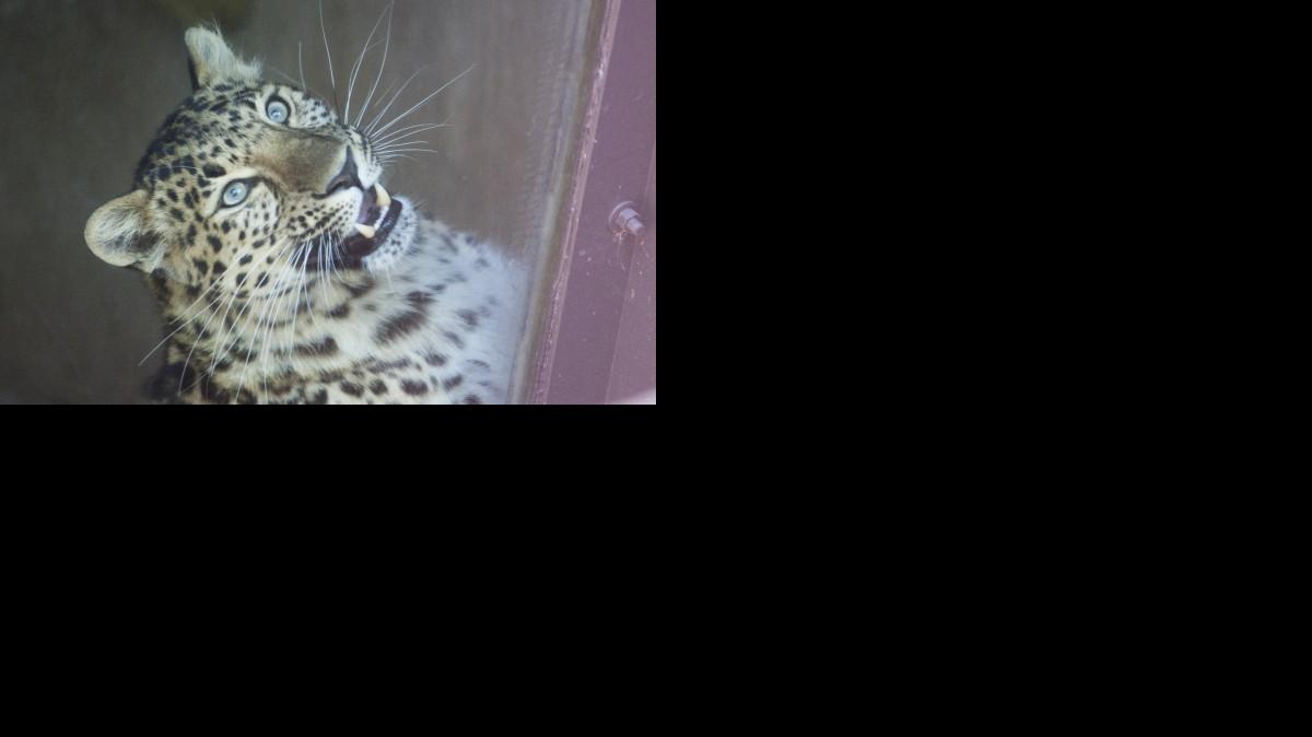 This Amur Leopard attacked at young child through the fence surrounding its enclosure at the Sedgwick County Zoo on Friday. The child climbed over a 4-foot barrier to get closer to the cage when the leopard attacked. The child is in fair condition at an area hospital. (May 6, 2011)