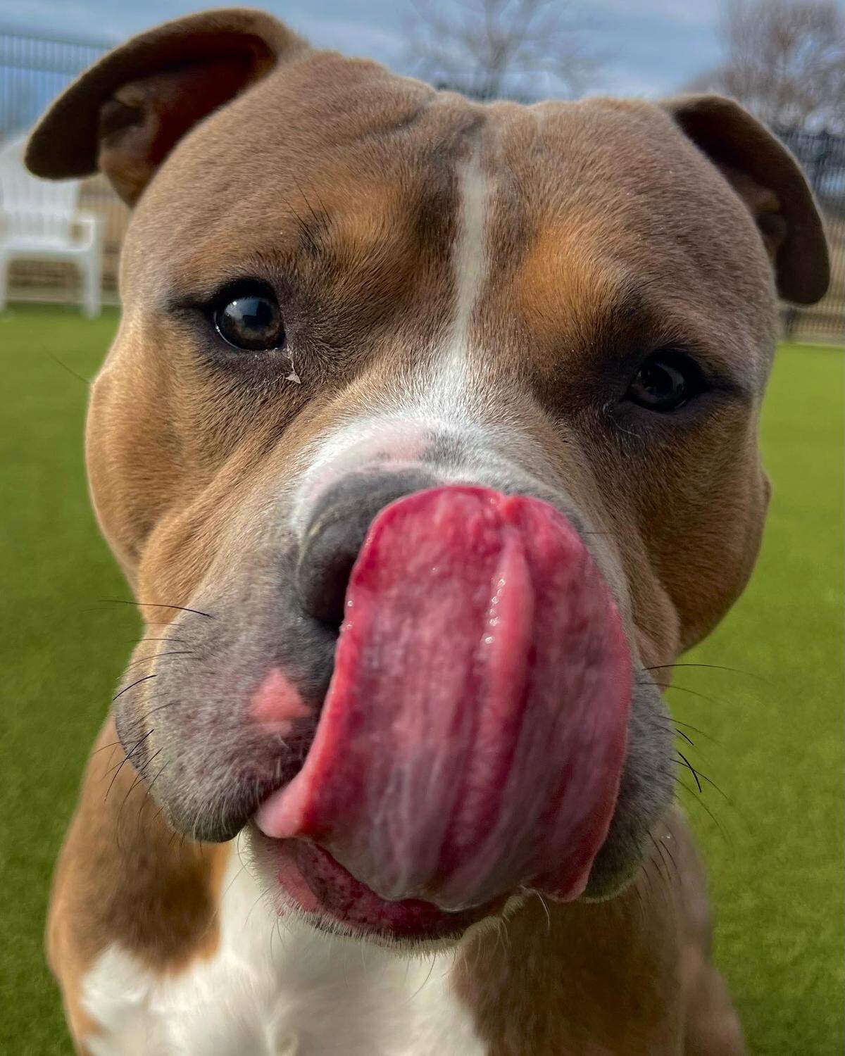 “Gustav is a calm and snuggly 3-year-old boy,” said a recent Facebook post from the Kansas Humane Society, which is trying to help Gustav get adopted. “He is a gentle giant at 72 lbs!”