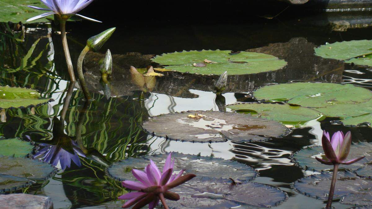 The 2025 Kansas Pond Society water garden tour takes place Saturday and Sunday.