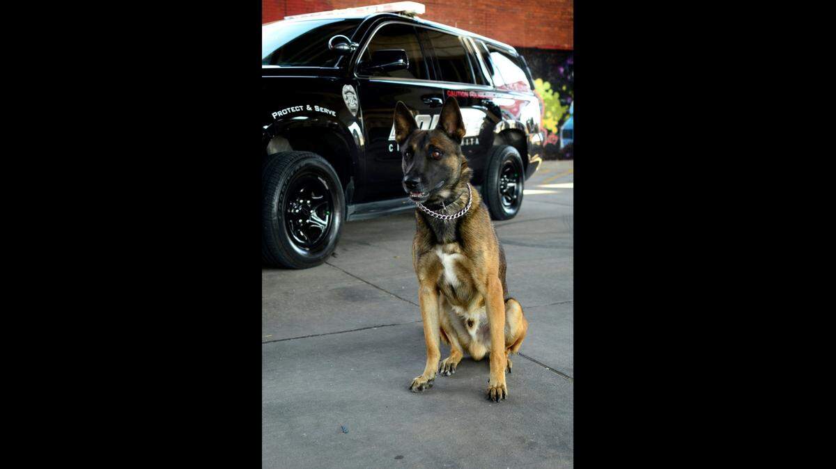 Odin, a 6.5-year-old Wichita Police Department K-9, died Friday morning after a bout with cancer.
