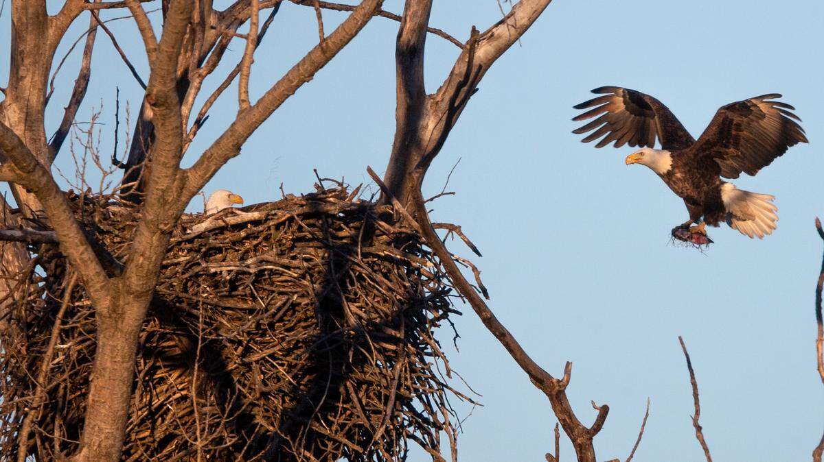 This 2019 photo shows a pair of nesting bald eagles that made their home along a small lake in the Kansas Flint Hills.