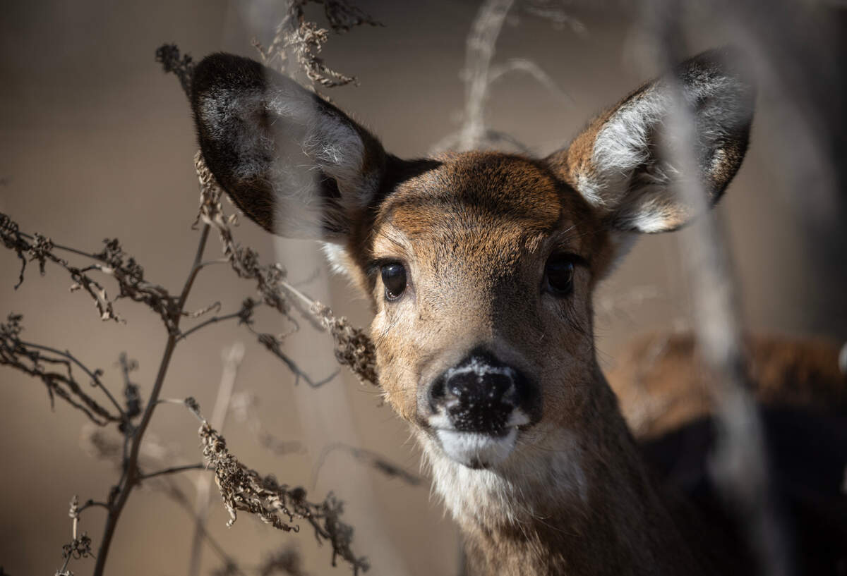 A young whitetail deer at the Quivira National Wildlife Refuge in Stafford County.