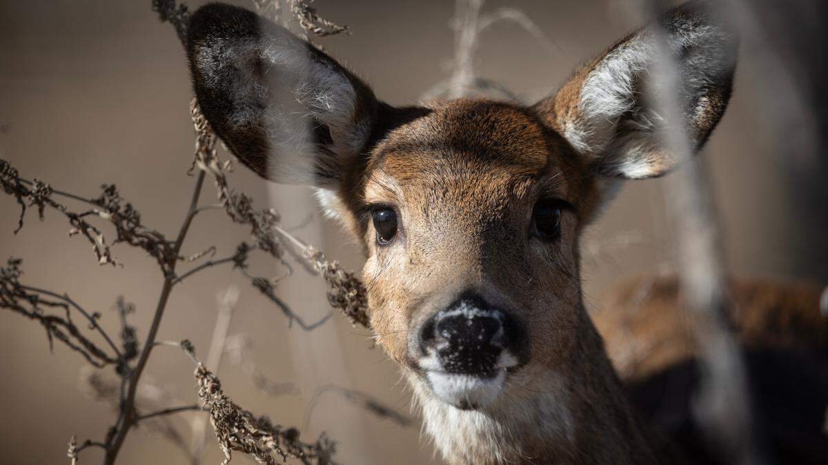 A young whitetail deer at the Quivira National Wildlife Refuge in Stafford County.