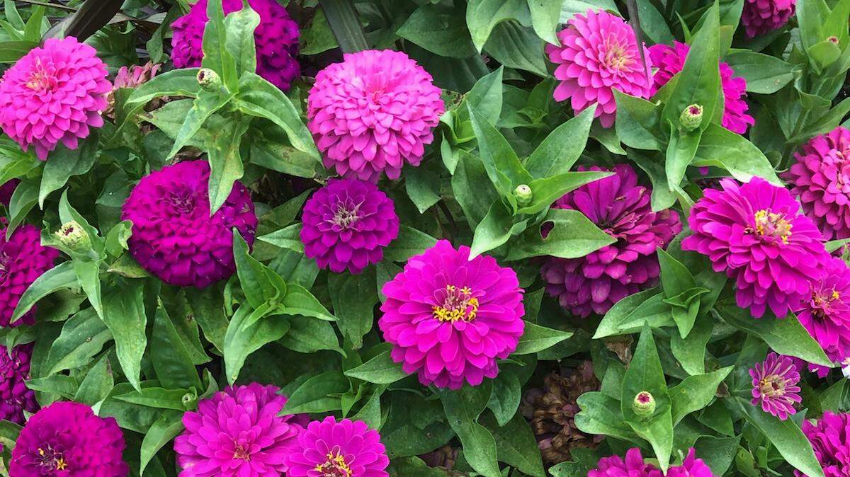 Zinnia Zesty Purple features big flower heads and grows about 16 inches tall.