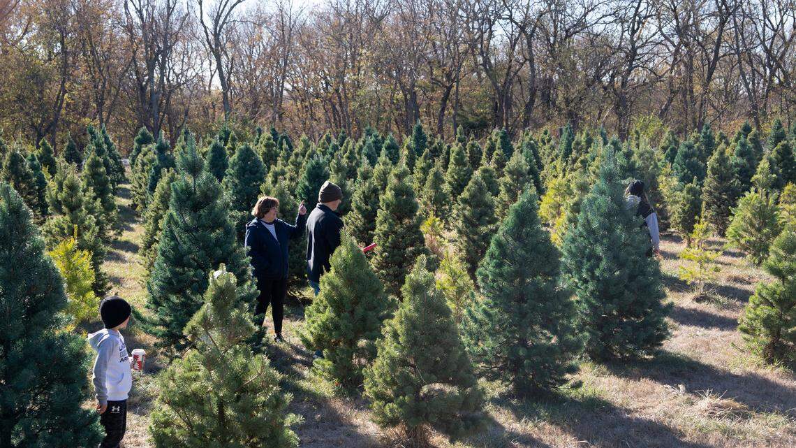 Here’s where to find a locally grown Christmas tree around Kansas City
