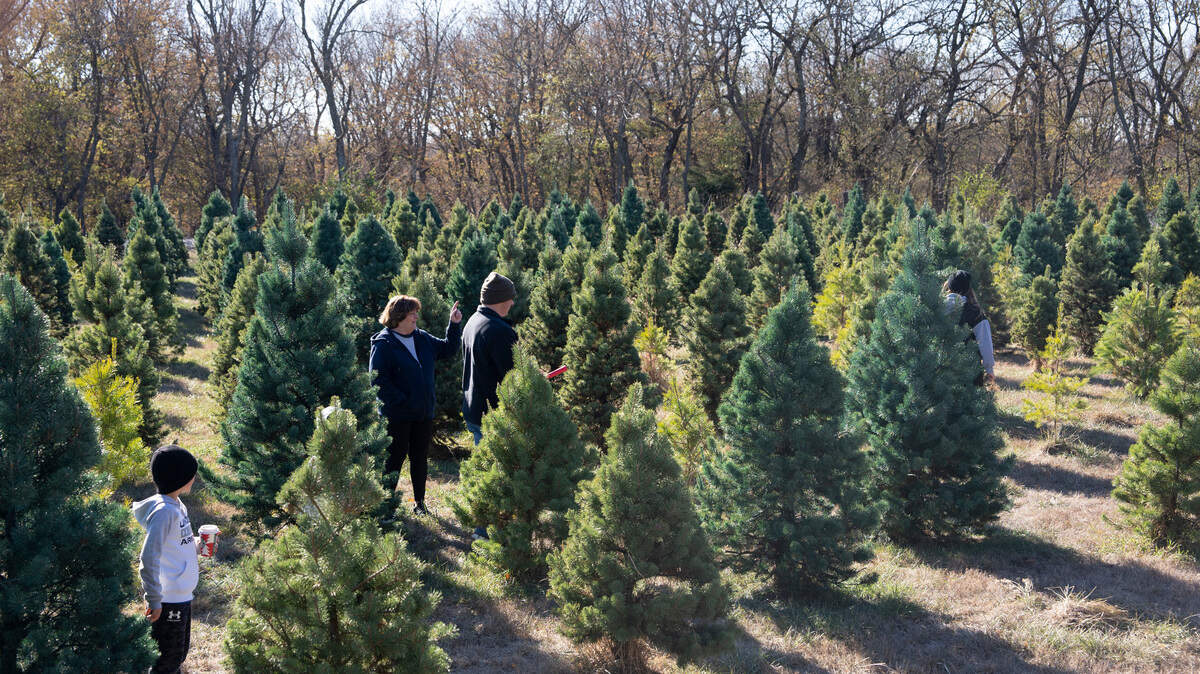 The Foster family looks for a tree at the Pine Lake Christmas Tree Farm in Derby, Kansas. The farm has been harvesting Christmas trees since 1984.