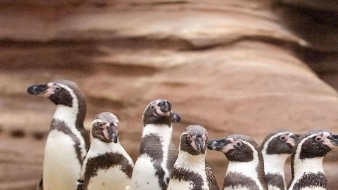 Humboldt penguins at Sedgwick County Zoo's Cessna penguin exhibit.