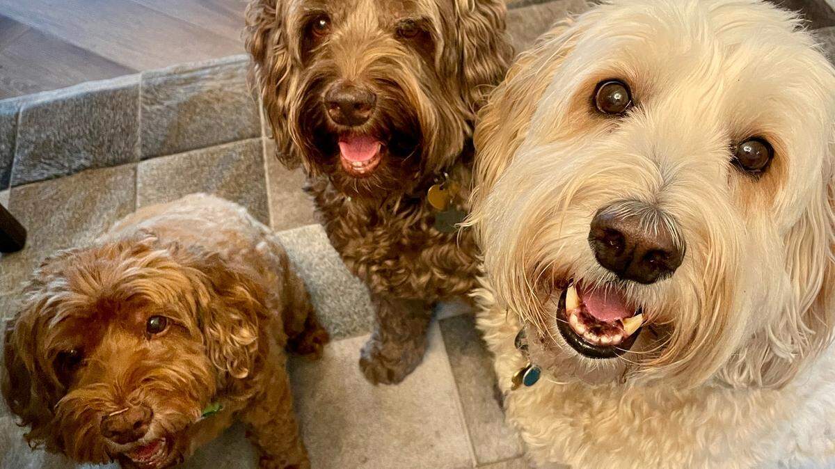Allison Baker’s pets Penny, from left, Theo and Finn are just some of the dogs who will benefit from her new Frank & Fido store at Lincoln Heights Village.