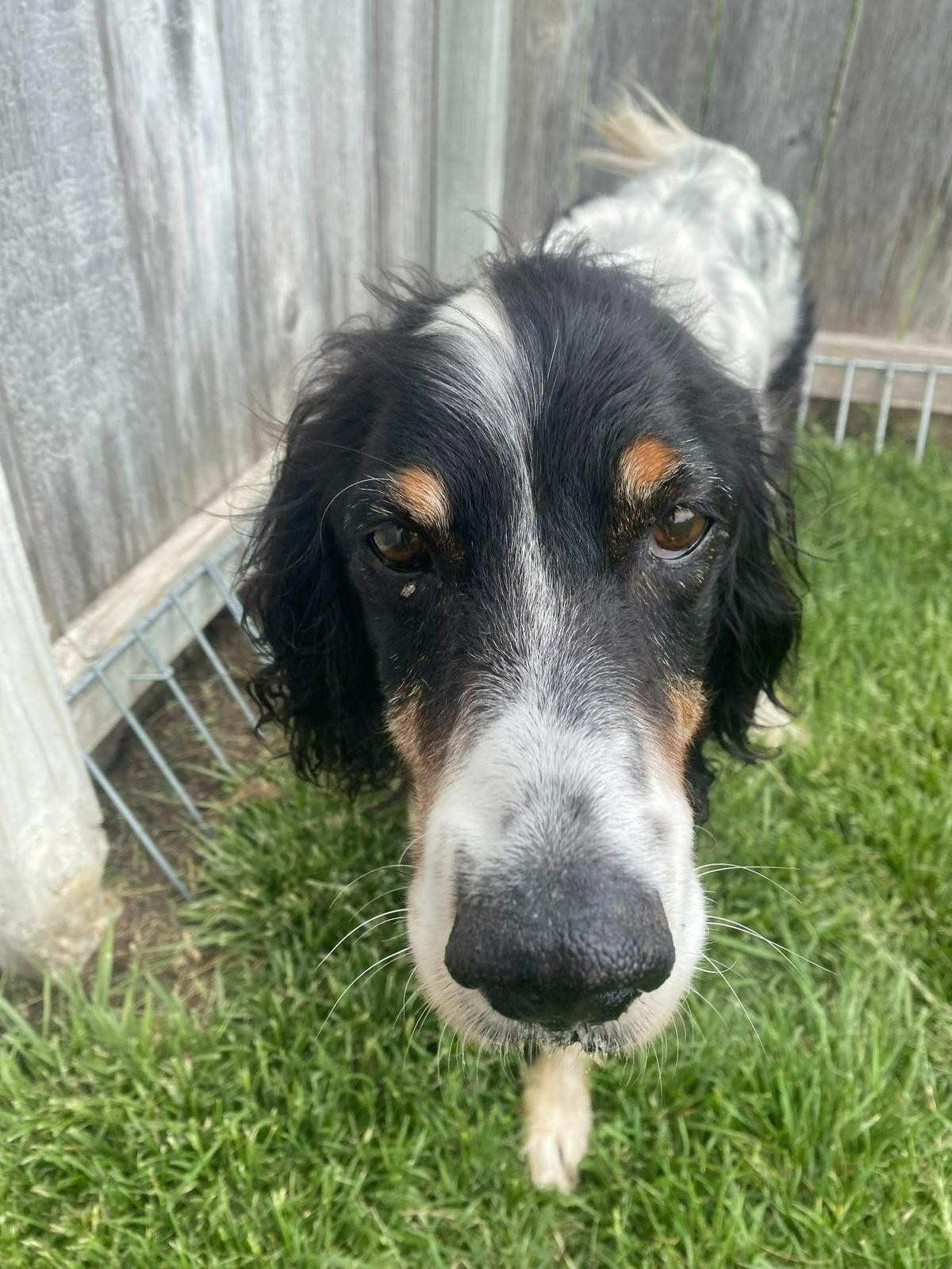 Becky Howell said her dog, Finn, “won’t leave the yard unless we encourage him to. . . . He’s just a 14-year-old little treasure.”