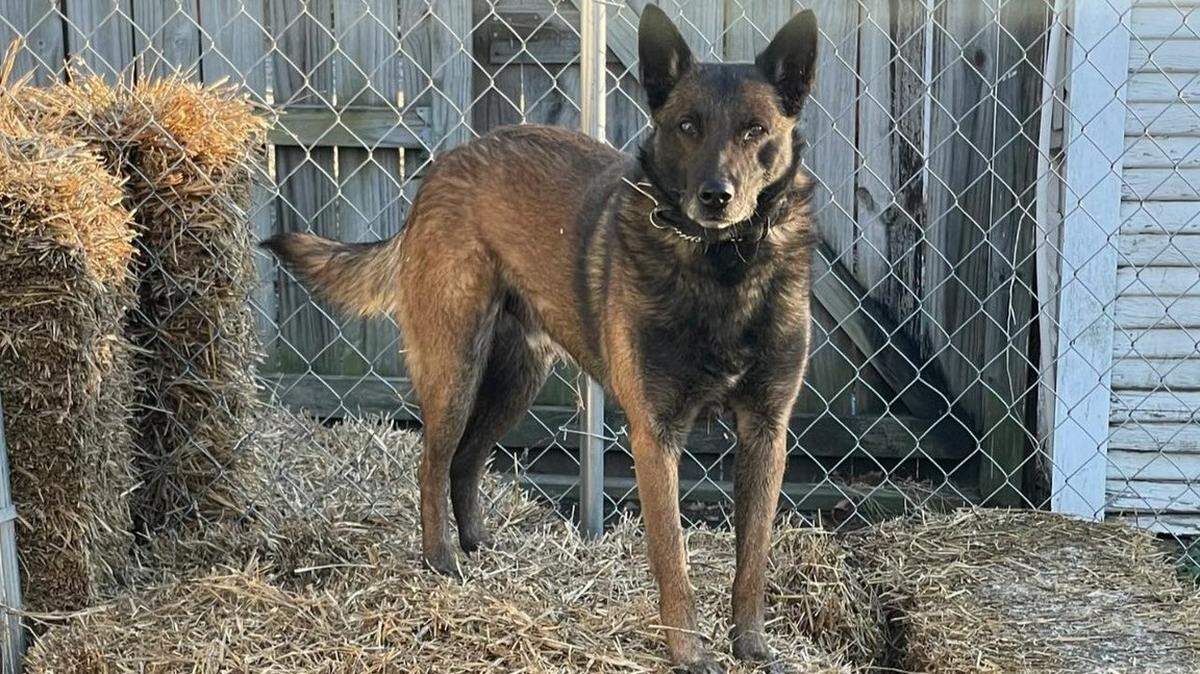 Charges are being sought against a Parsons, Kansas, officer after a necropsy found that his police K-9 died from being exposed to the extreme heat, police said. Karim, the Belgian Malinois that died, is pictured here in a February 2022 post on the Parsons Police Department Facebook page.