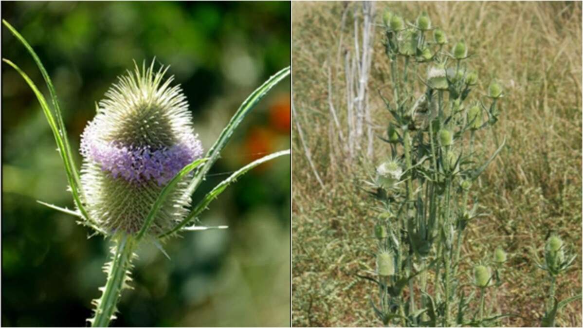 Common teasel and cutleaf teasel are now on the Kansas Noxious Weed List.