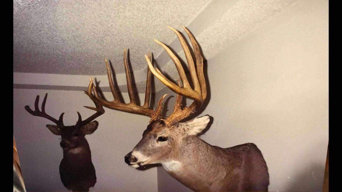 The Albert Daniels buck’s antlers net 200 inches of typical whiletail antlers, which are judged on symmetry and size rather than raw inches, as is the case with nontypical scoring.