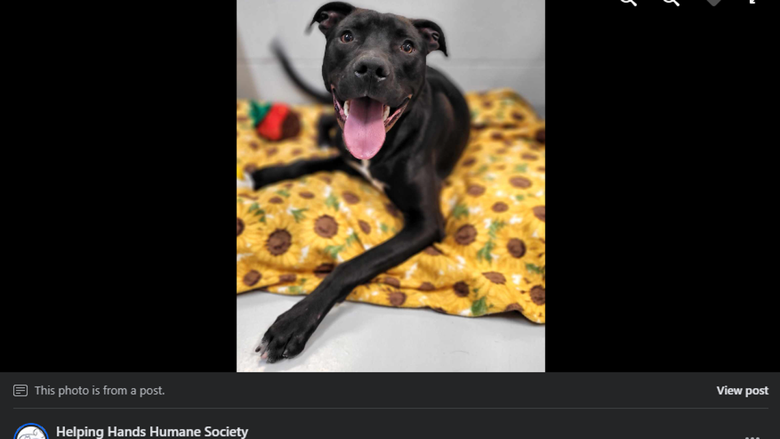 Ernie seriously loves his toys