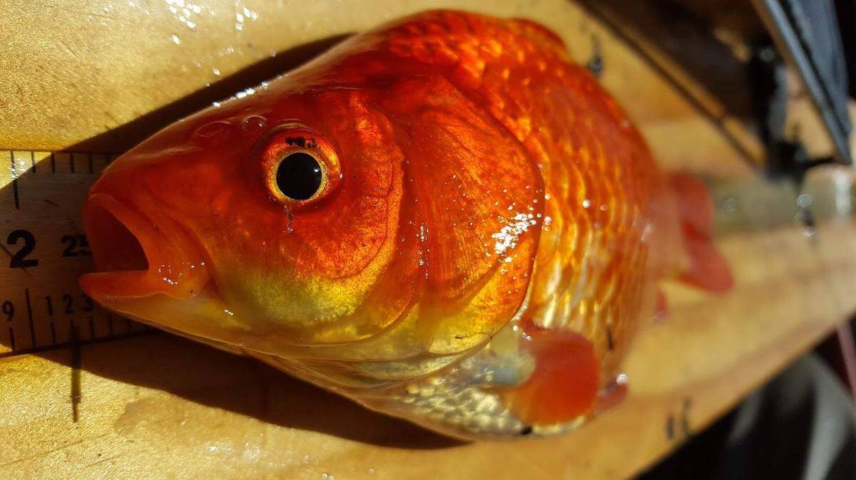 Officials with the Indiana Division of Fish and Wildlife said they recently found 31 goldfish, ranging from 6 to 11 inches each, in Roush Lake near Huntington. The “huge” goldfish can disrupt the natural food chain.