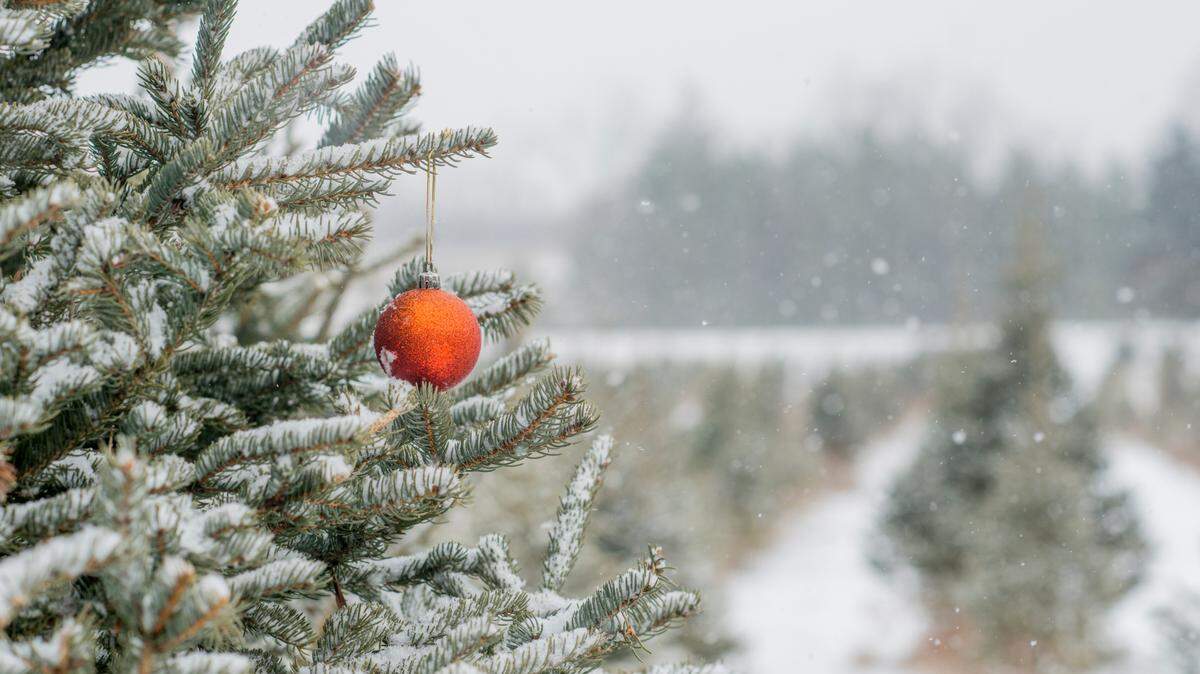 A field of Christmas trees on a tree farm. Snow is gently falling on this winter afternoon. The trees are coated in snow. In this close up shot, an ornament is hanging from one tree.