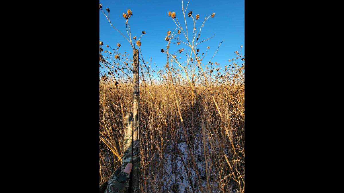 The wild sunflowers and weeds in this draw in western Kansas were taller than any person. It was half this size when a group of us hunted it last season, but doubled in size after a rainy year.