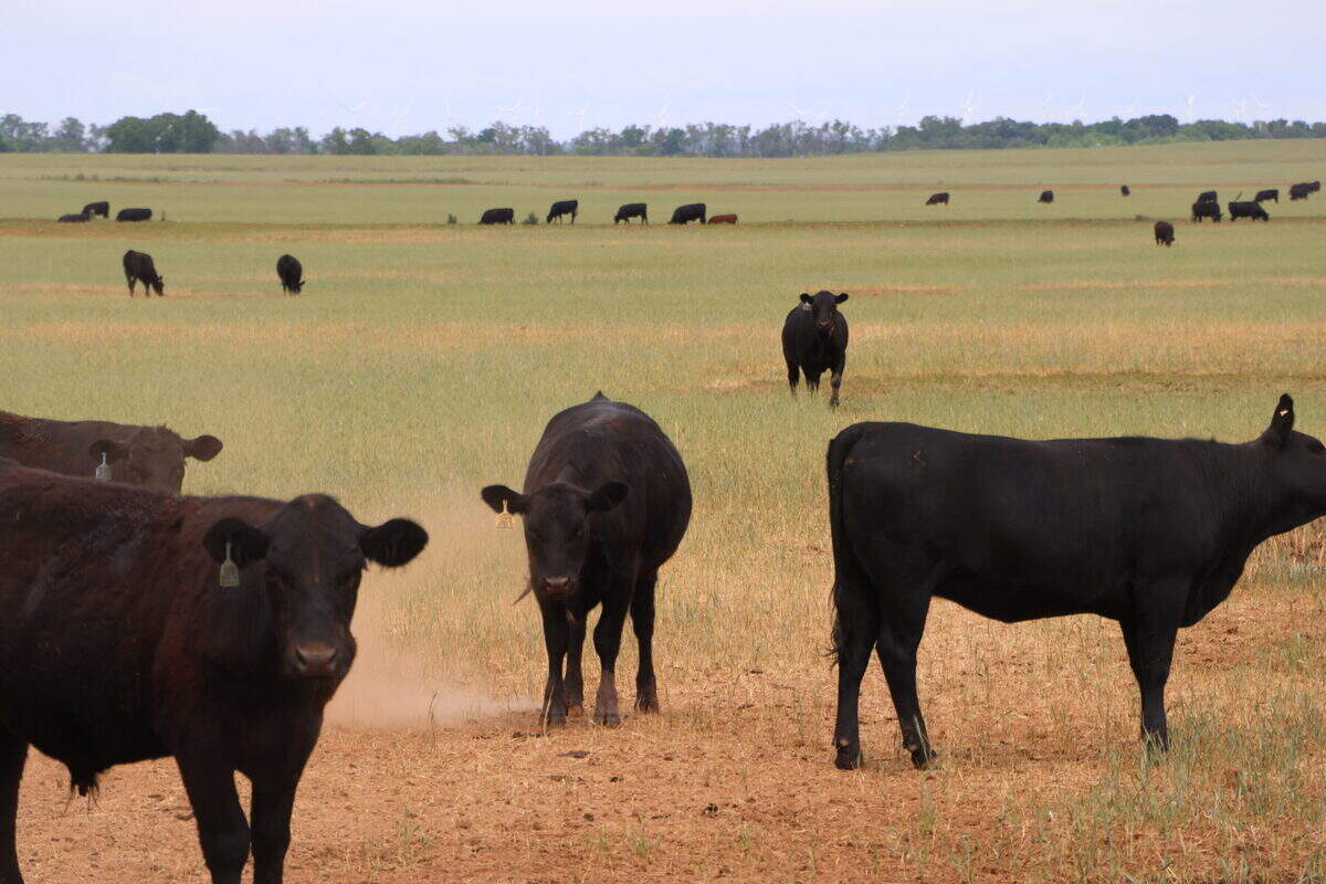 Cattle at Lone Tree Farms.