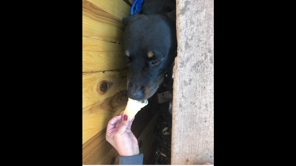 How did a dog get stuck in this predicament in Denver? Nobody seems sure, but ice cream helped calm it down.