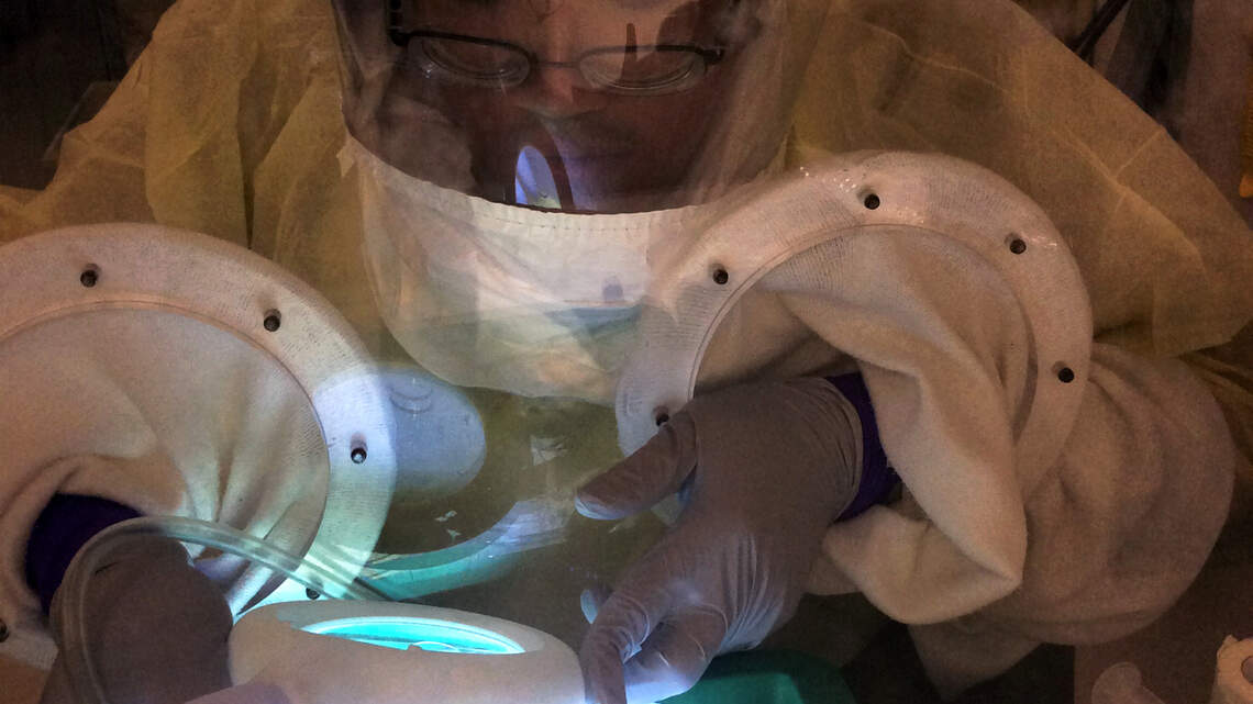 How a K-State research lab is fighting back against COVID-19