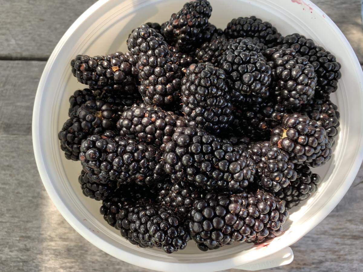 You-pick blackberry season won’t start until July at Elderslie Farm.