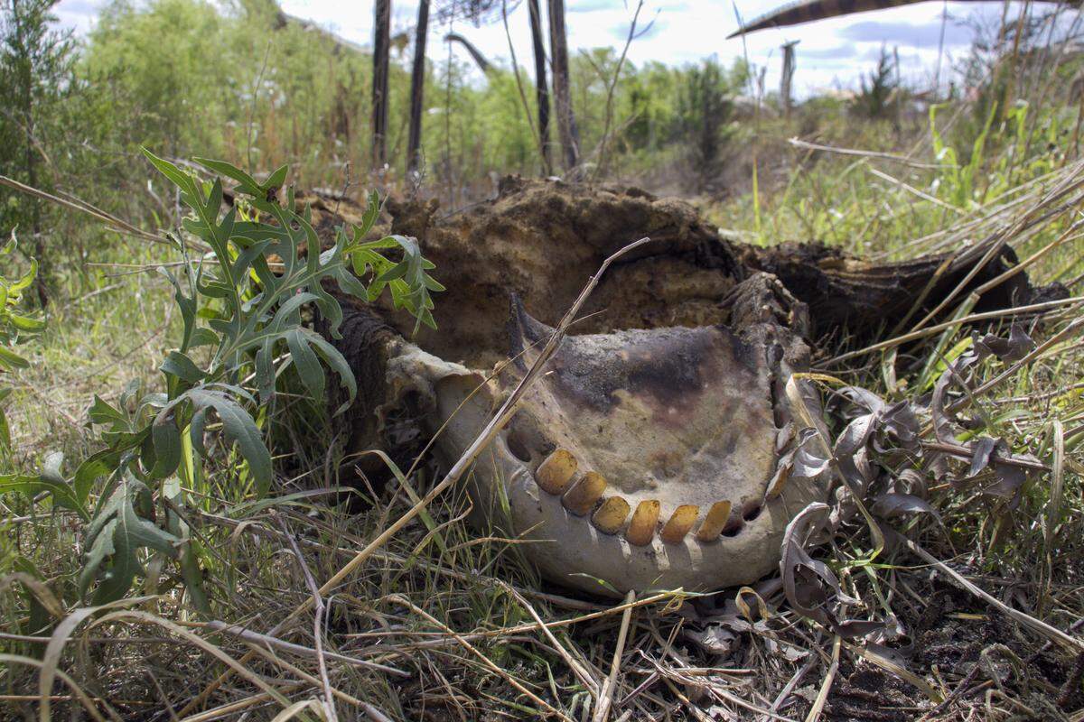 The burnt jaw of the Sauroposeidon animatronic sits in the grass underneath the 100-foot-long Field Station: Dinosaur animatronic. Some employees of the park took teeth from the dino as a souvenir.