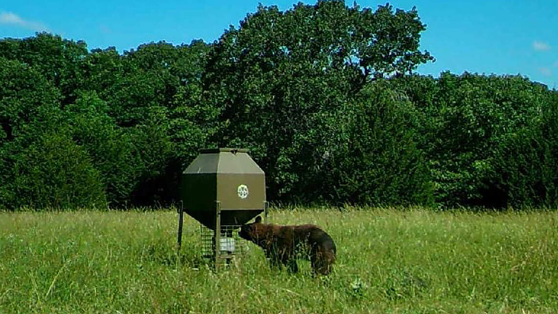 Black bears are wandering into Kansas from neighboring states
