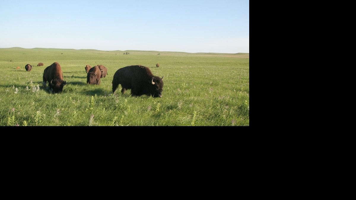 A herd of about 15 bison is usually seen from hiking trails.