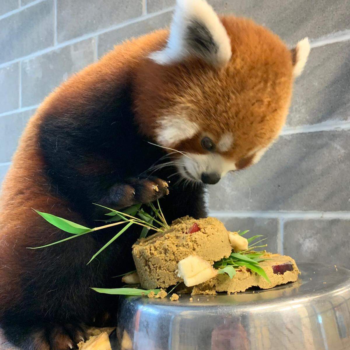 Ravi, a 2-year-old red panda at the Sedgwick County Zoo, is one of the zoo’s most popular and photogenic residents.