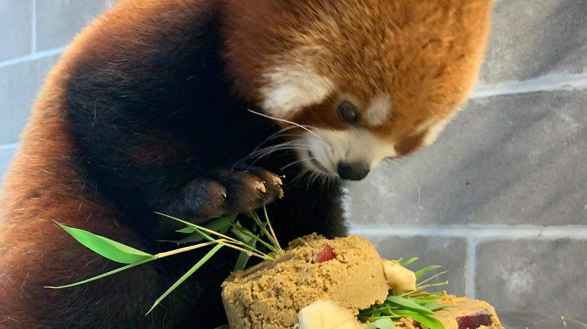 Ravi, a red panda at the Sedgwick County Zoo, is one of the zoo’s most popular and photogenic residents.
