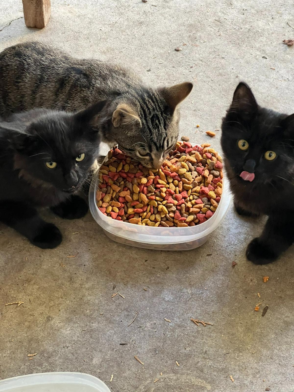 Look at these precious babies. You can see why I couldn’t abandon them.