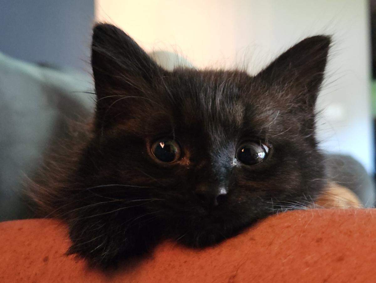 Seven-month-old Asa is one of The Eagle’s cutest cat competition winners.