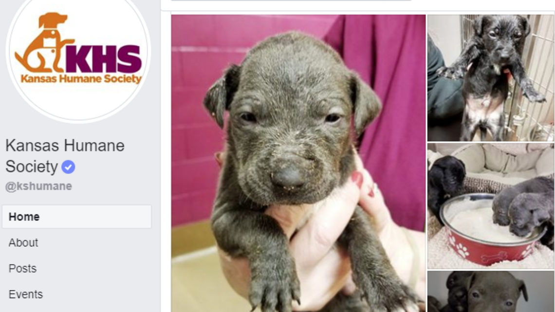 Wichita Rescue Kansas Humane Society: 8 puppies rescued from Wichita trash | Wichita Eagle