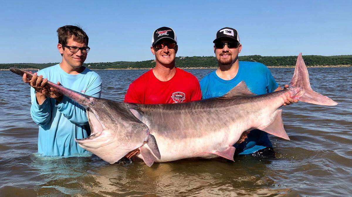 Wichita teen Grant Rader, left, set the world record with this 164-pound paddlefish caught Tuesday in Oklahoma. Former world record holder Corer Watters, right, and Jeremiah Mefford with Reel Good Time Guide Service help Rader hold up the fish.