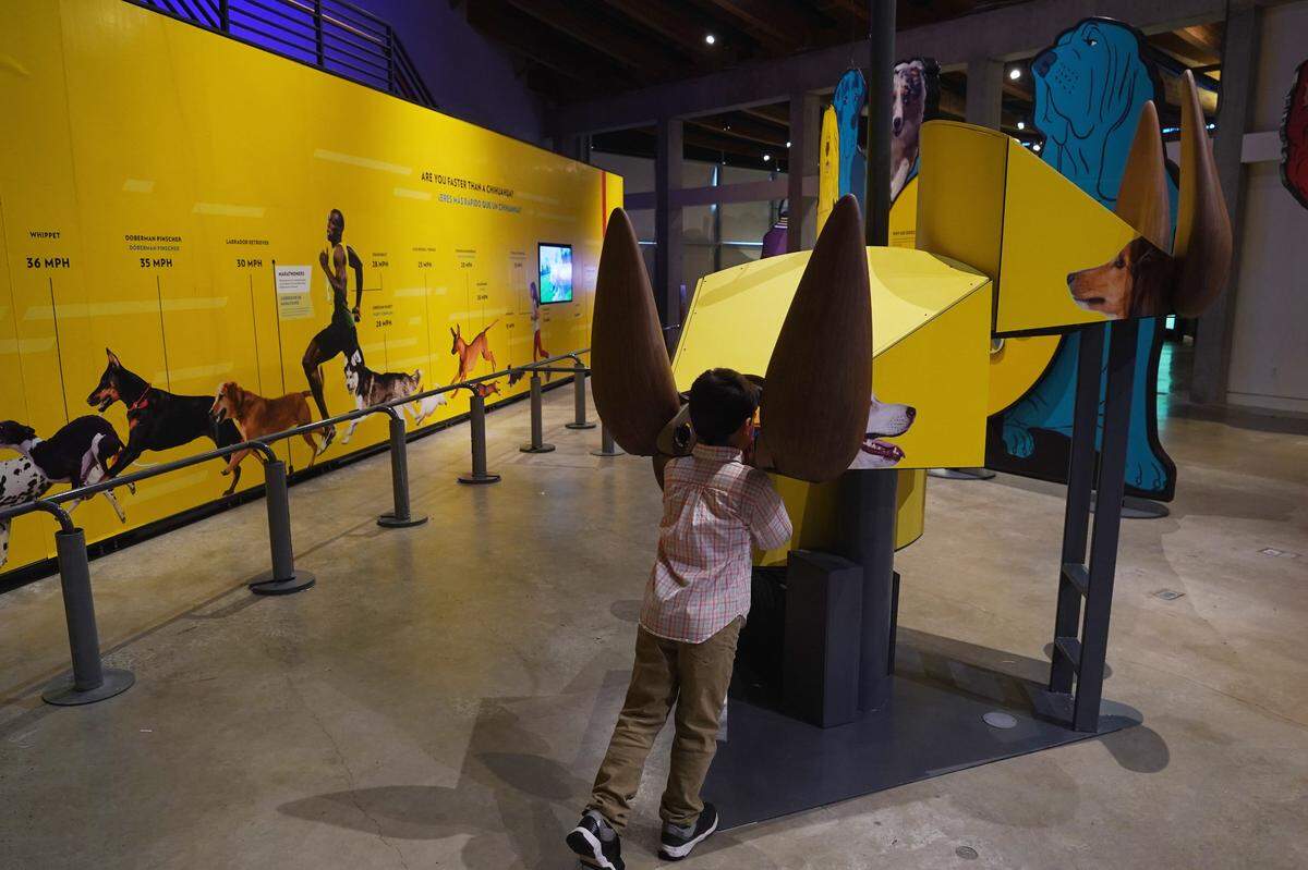 Exploration Place’s new summer exhibit, Dogs! A Science Tail opens May 27 and runs through Sept. 5. A guest is looking through a simulation which shows what a dog sees and hears. (May 21, 2022)