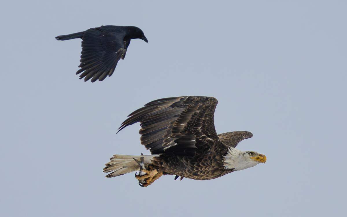 A bald eagle carrying a fish is tailed by a crow over the Arkansas River south of downtown Wichita in January.