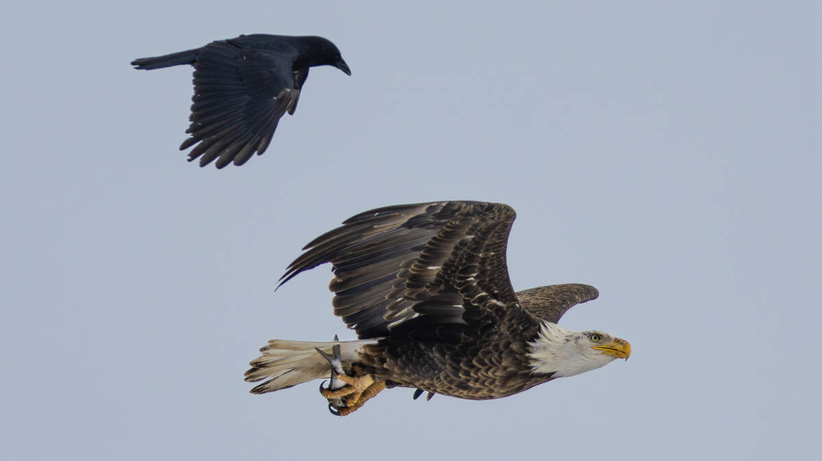 A bald eagle carrying a fish is tailed by a crow over the Arkansas River south of downtown Wichita in this file photo.