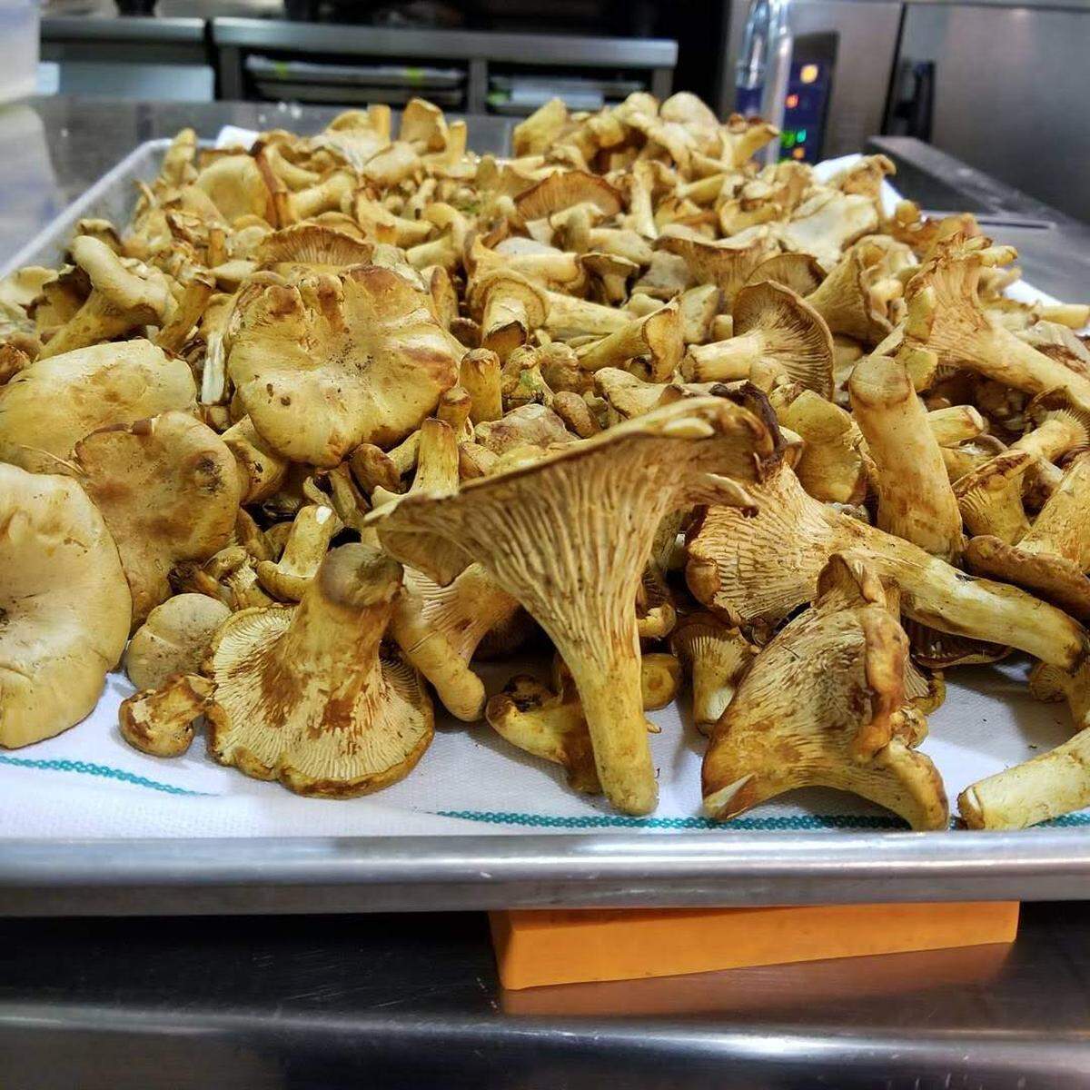 Meaty Chanterelle mushrooms will be featured in the special five-course meal being offered next week at FioRito.