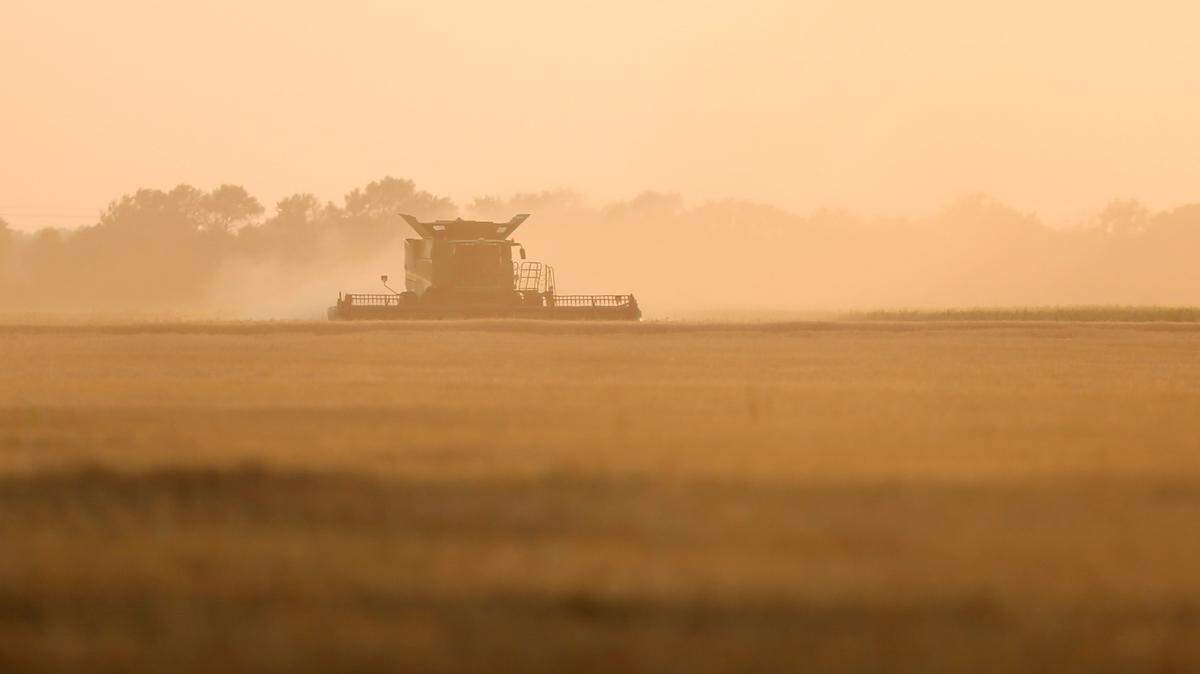 Wheat is harvested in Sumner County in 2020.