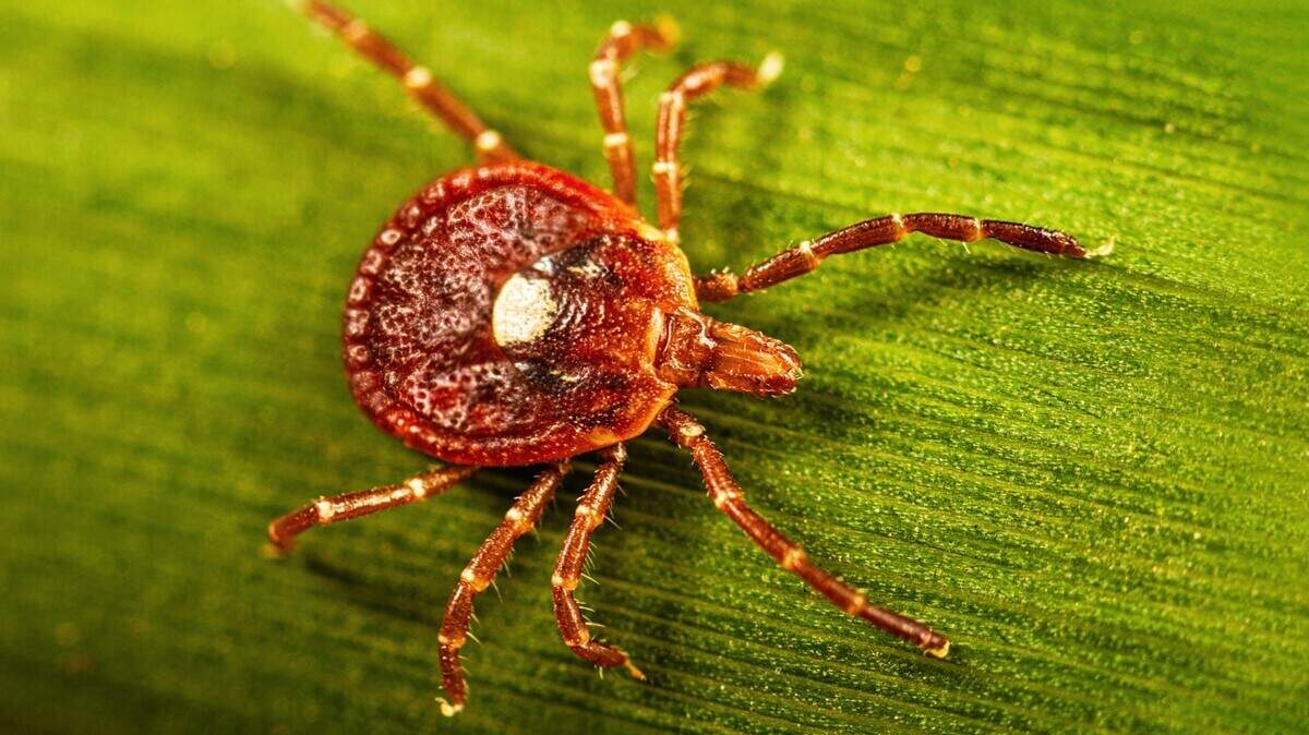 Rare & untreatable Bourbon virus was first identified in KS. How to protect yourself - Wichita Eagle