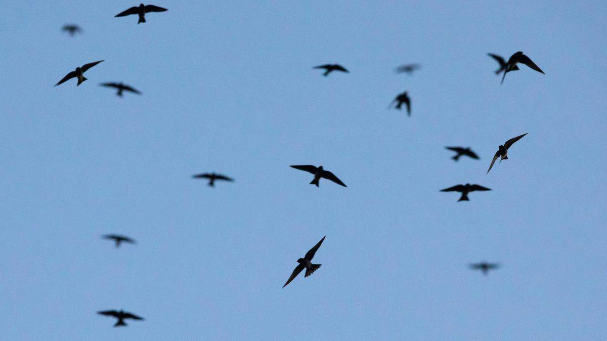 Purple Martins hover over a grove of trees in east Wichita in 2020, when the birds were migrating south.