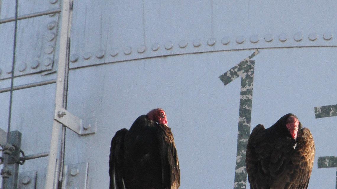 Turkey vultures are often seen perched by the dozens on water towers, trees, barns and anywhere else they can get a high vantage point to spot their favorite meal: rotting meat. These were photographed at the Marion water tower in 2013.