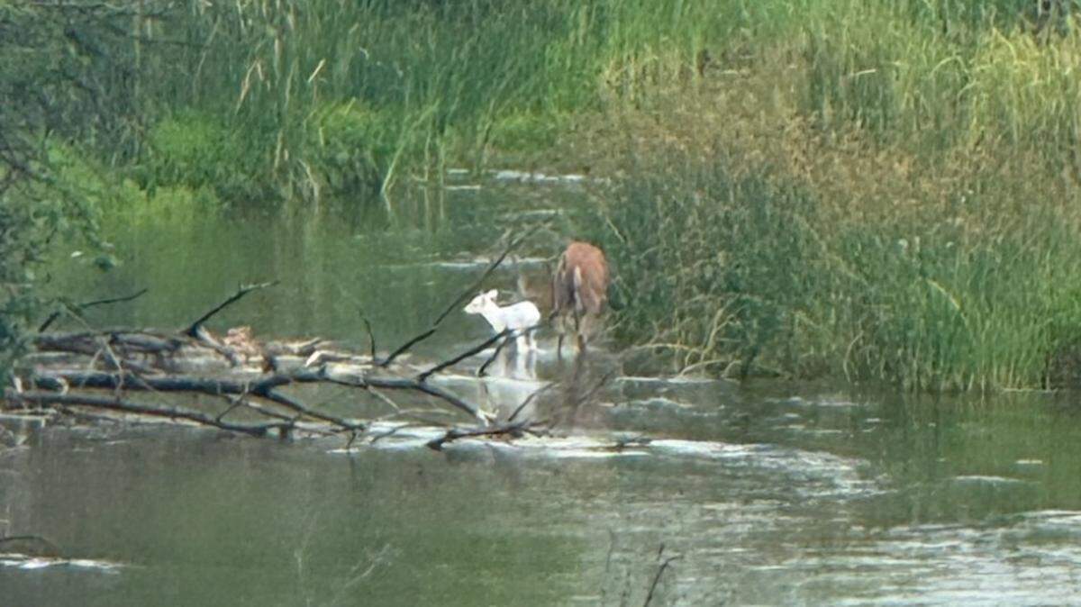 A photo of a white fawn spotted by Kansas Department of Wildlife & Parks game wardens.