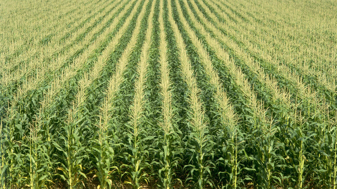 Farmers, researchers agree: COVID-19, climate change revealed holes in agriculture system